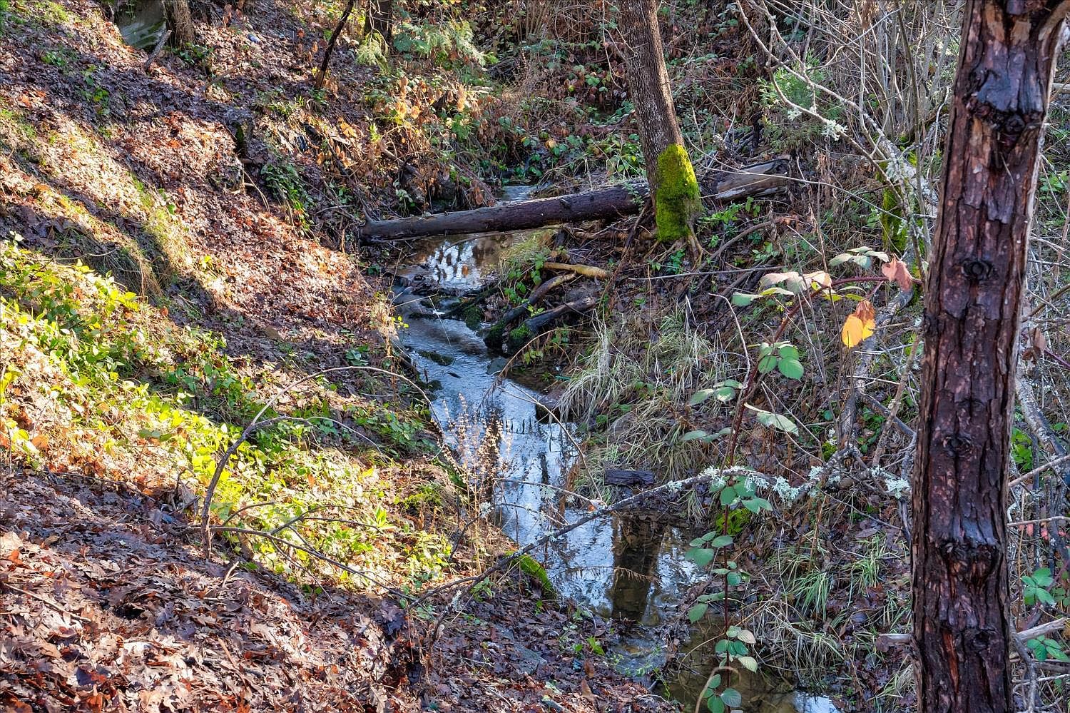 51354 Dorstan Dr, Oakhurst, CA, 93644 - 5